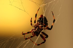 aranha_preta_vermelha