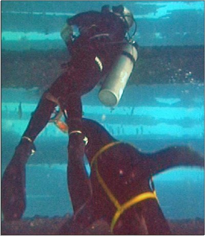 Leão marinho da Marinha Americana.