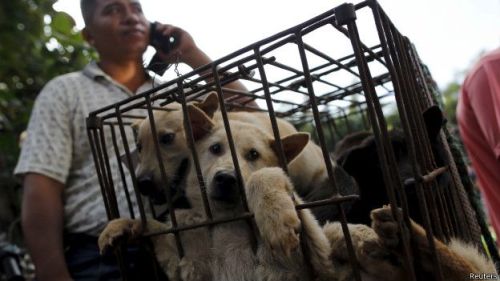 Cães vendidos em um mercado de Yulin na China